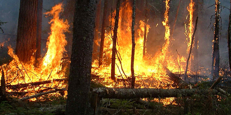 Tanger: L'incendie de la forêt de Cap Spartel circonscrit à environ 85%